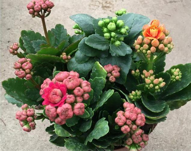 11月，长寿花容易“饿”，10天喂1勺“粉末”，开花大半年！