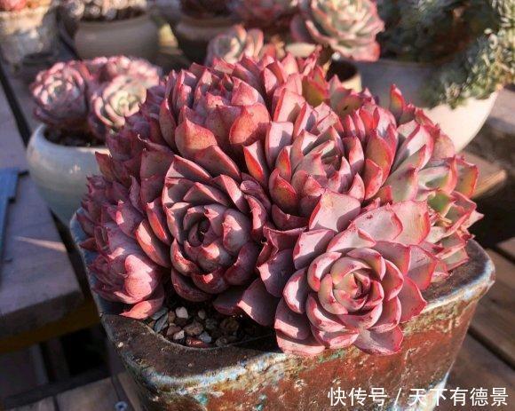 春天的肉肉怎么浇水?分2种情况,多浇水,有利于安全度夏