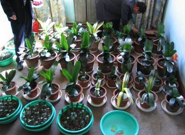 大姨养君子兰，天热挖坑埋点''它''，自带果香，侧芽蹭蹭窜