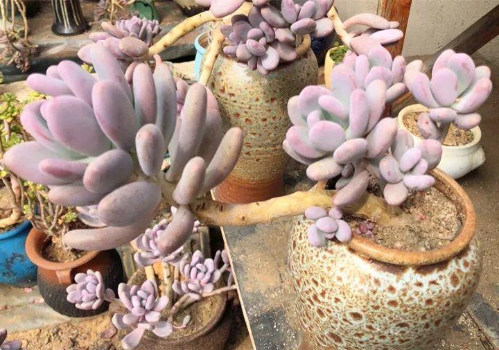 红边|姐姐养了9年的多肉,没有买肥就用它,个个长成精!