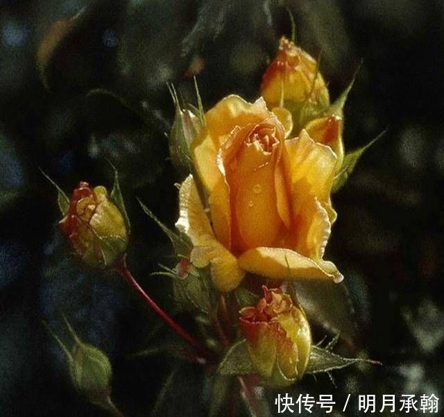 他画了一朵清晨的花，看到花瓣上的露珠后，网友：这根本不是画