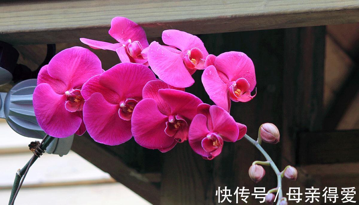 养花试试这几款，喜欢酸性环境，开花后很好看