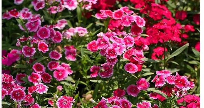 橘子皮|还用淘米水浇花没掌握以下正确方法,浇啥死啥!