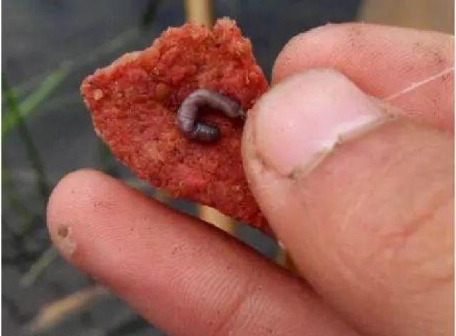 钓鱼时补窝要恰到好处,老钓友教你几招,让你钓鱼时把鱼留住!