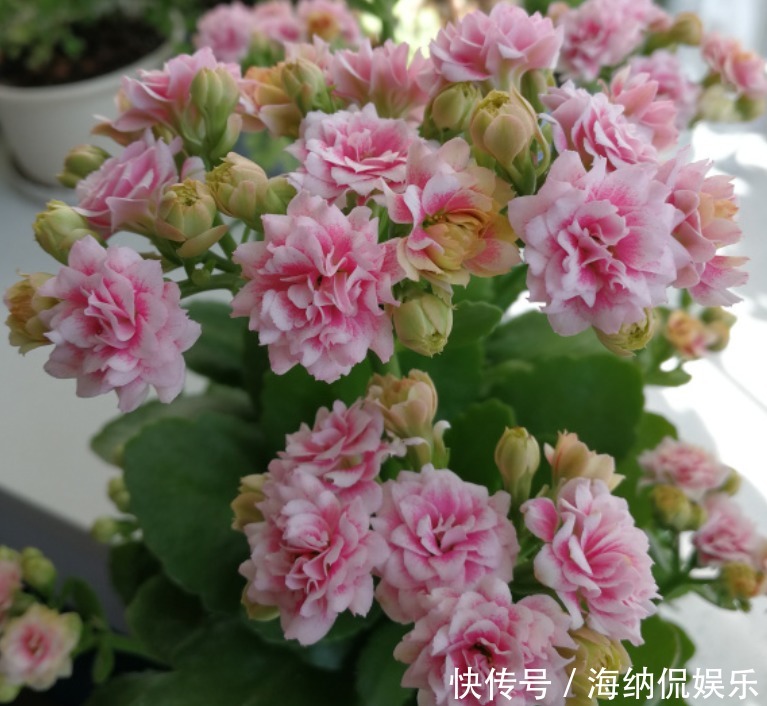 家里阳台养此款花,新手也能养爆盆,好养又漂亮,开花特别多!