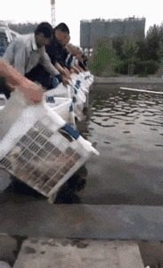 |搞笑GIF趣图:大妹子,你到底是要上去呢,还是要下来啊