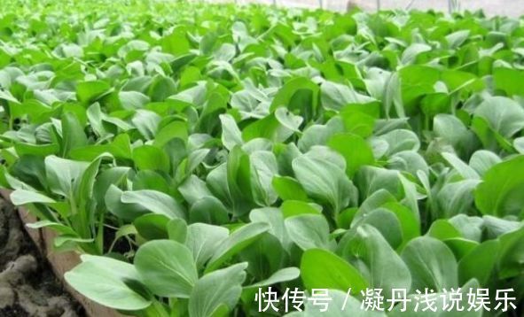 防治|油菜活血化瘀,解毒消肿,农民冬季种植油菜需一点,稳产又增收