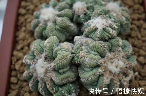 浇水|想要养好多肉植物,就从4方面下功夫,个个叶片厚实又肥美