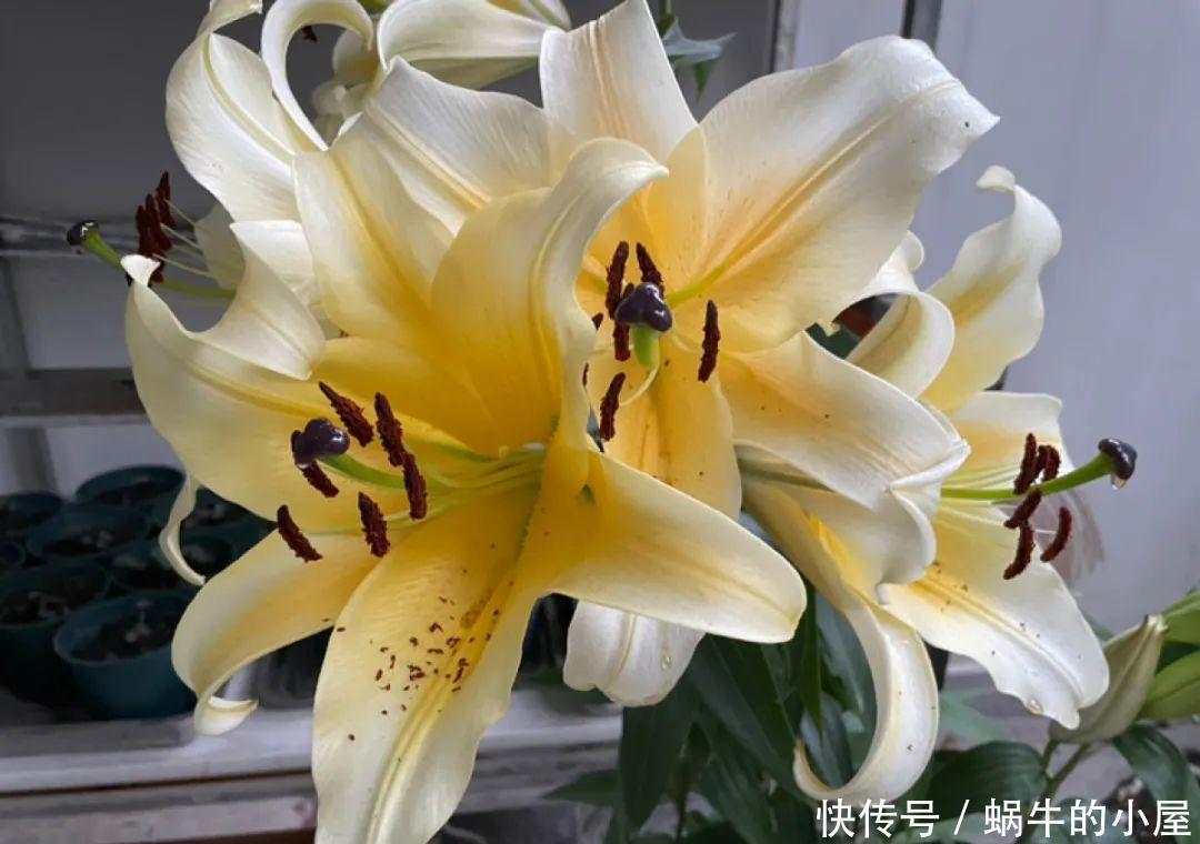 种花|7种花慎养,天一热就死,白花钱买罪受