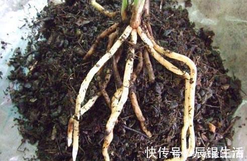 君子兰用这个土来养，根系肥壮，叶子又厚又亮，花开的越来越多