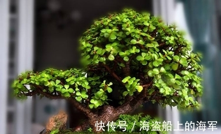 叶子|养护金枝玉叶其实很简单,做好这几点,枝繁叶茂又好看!