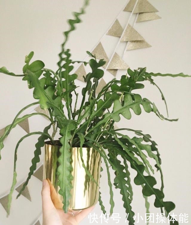 几种喜欢生长在半阴处的开花盆栽,养窗台边就很容易孕育花朵!