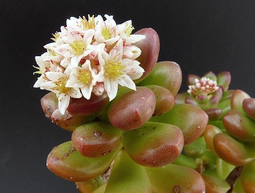 多肉植物算花吗