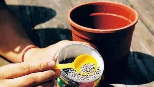  盆栽植物|花卉盆栽买回来，一定注意此几个细节