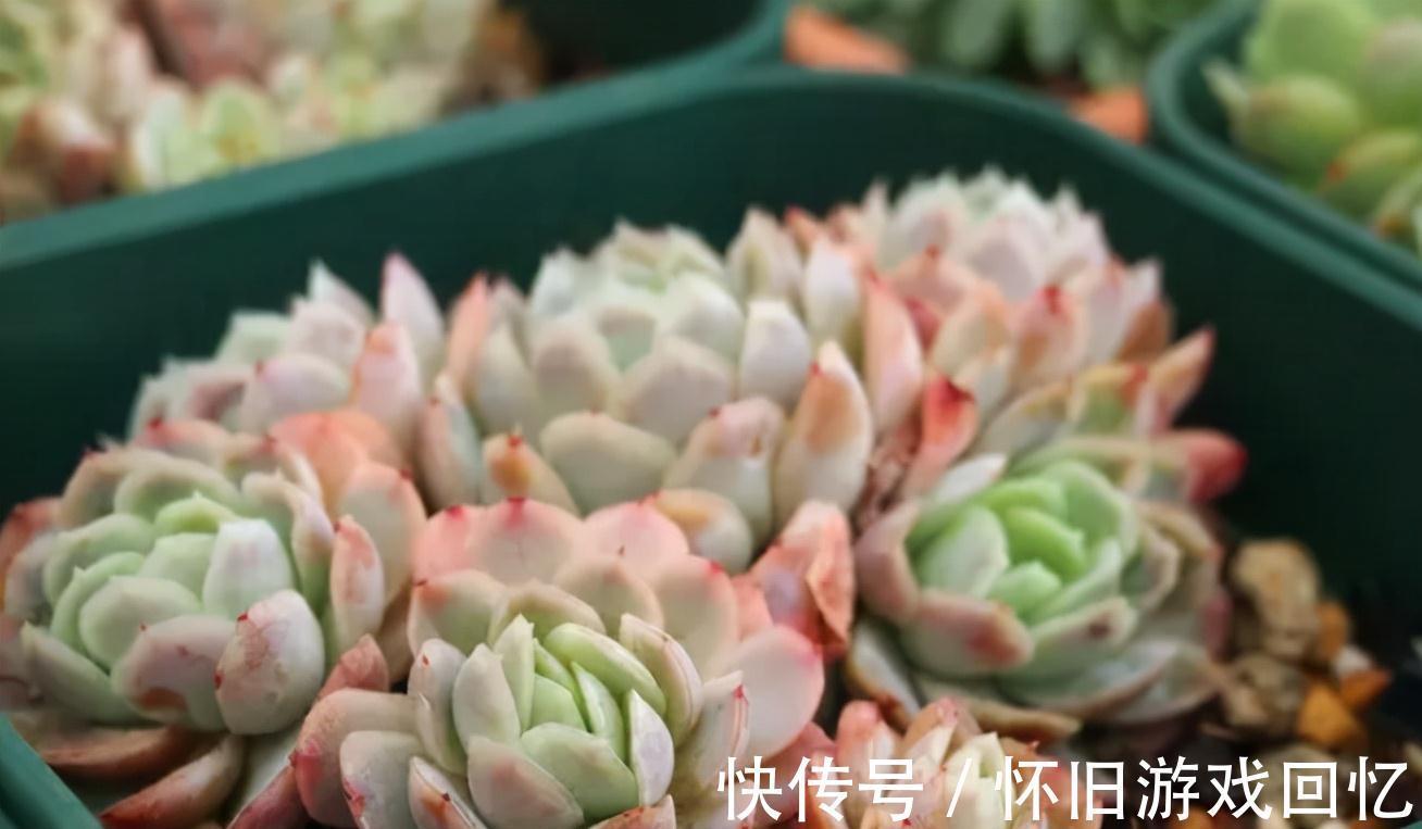 香味浓郁的6种多肉植物,养一盆满屋飘香