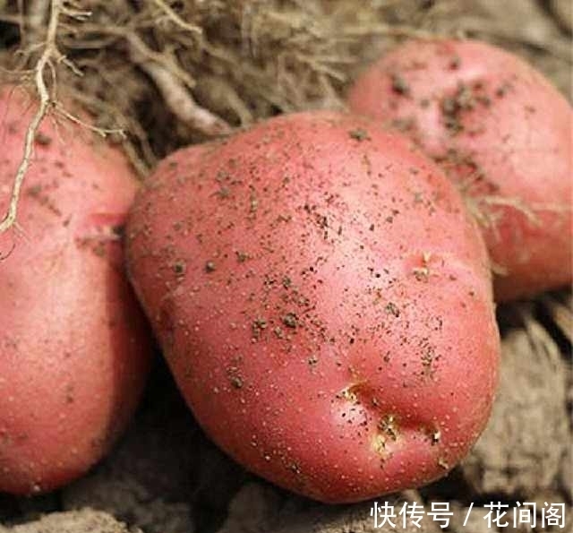 农村|农村随处可见的“地下苹果”,营养又美味,还能降血压、养胃