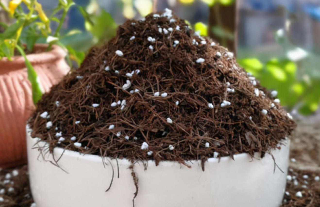 养花土不够透气,用上处理好的松针、河沙,养啥花根都长得壮