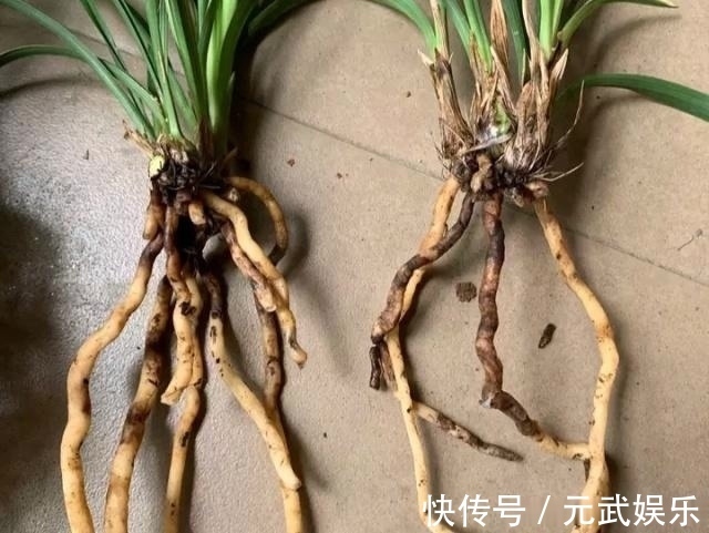 根系|兰花“烂根”了,就用这“4步”,轻松解决,新根长不停!