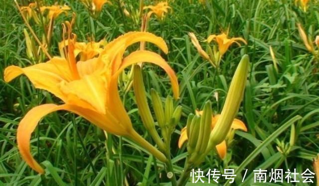 失眠|失眠太可怕:这菜遍地都是,晚饭吃一点,一觉睡到大天亮!
