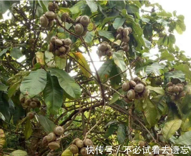 食用价值|农村一种野果子,里边的淀粉含量很高,整株能当成摇钱树