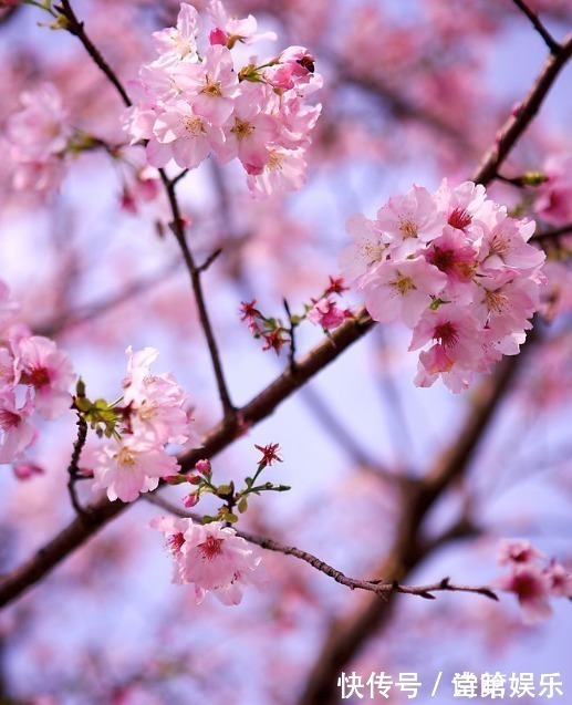 老公|永远不会被抛弃的三大生肖女,年纪越大老公越宠爱,被老公捧手心