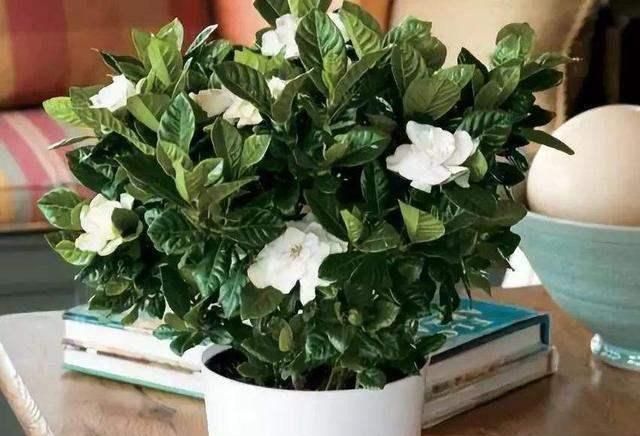 病虫害|养花用点醋,黄叶子几天就变绿了,还能预防病虫害,真省事