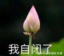 奇观!“千年不遇”的铁树真的开花了