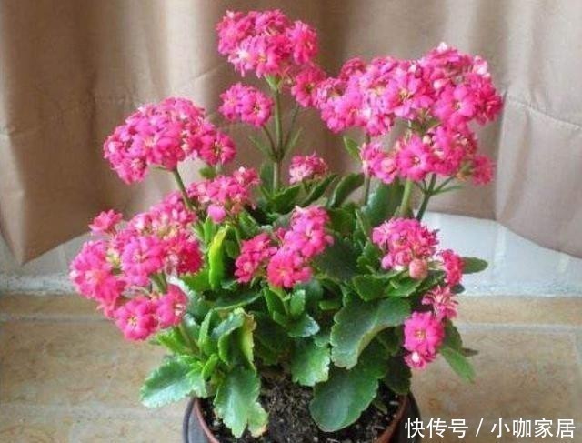 小动作|买回长寿花多做1个“小动作”,花开一茬接一茬,不然开完就装菜