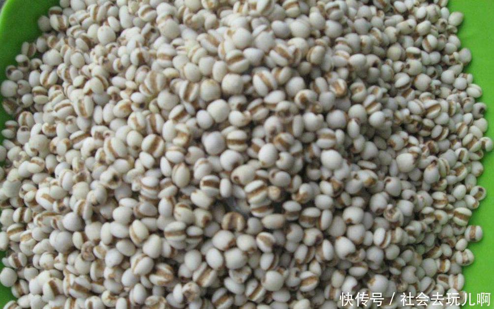 同食|常吃薏米的人,身体不会差,但切忌与一物同食,却有很多人不清楚