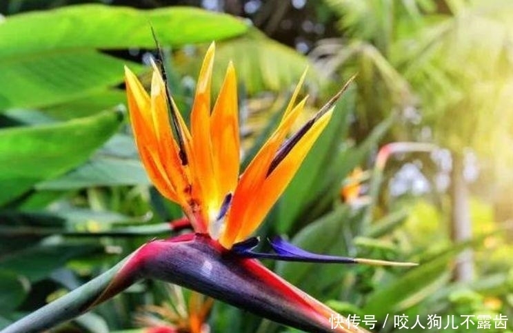 最适合新手养的4种花,沾土就能活,浇水就疯长,开花爆盆很容易