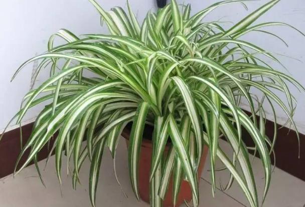 维生素、阿莫西林,秋季盆栽花草用一些,病虫害少很多!