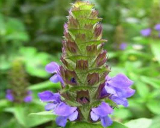 得了高血压不用怕! 多吃这几种食物, 高血压和你“分道扬镳”!