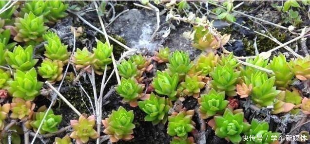 农村常见的“1种野草”，看到别铲除，挖1棵回家，做盆栽很漂亮！