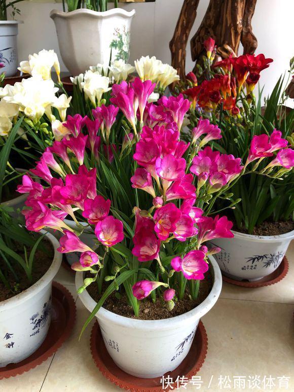 冬天养盆“香水花”,比大蒜还好养,十个颜色轮流开,满屋香水味