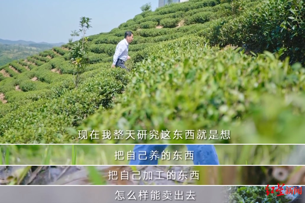 光山县|河南一县领导直播带货至凌晨两三点走红：搞了8年电商理论，一场直播卖出了茶农一年的销售额