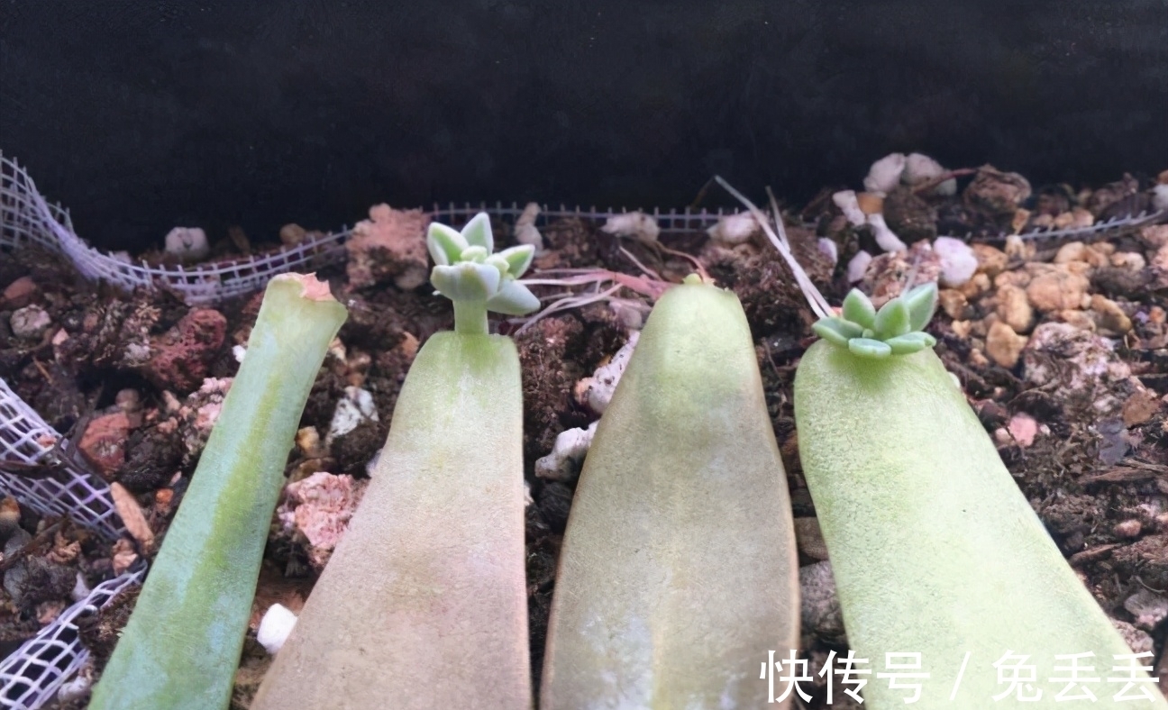 繁殖多肉的途径：砍头茎插、拿叶子催根育苗