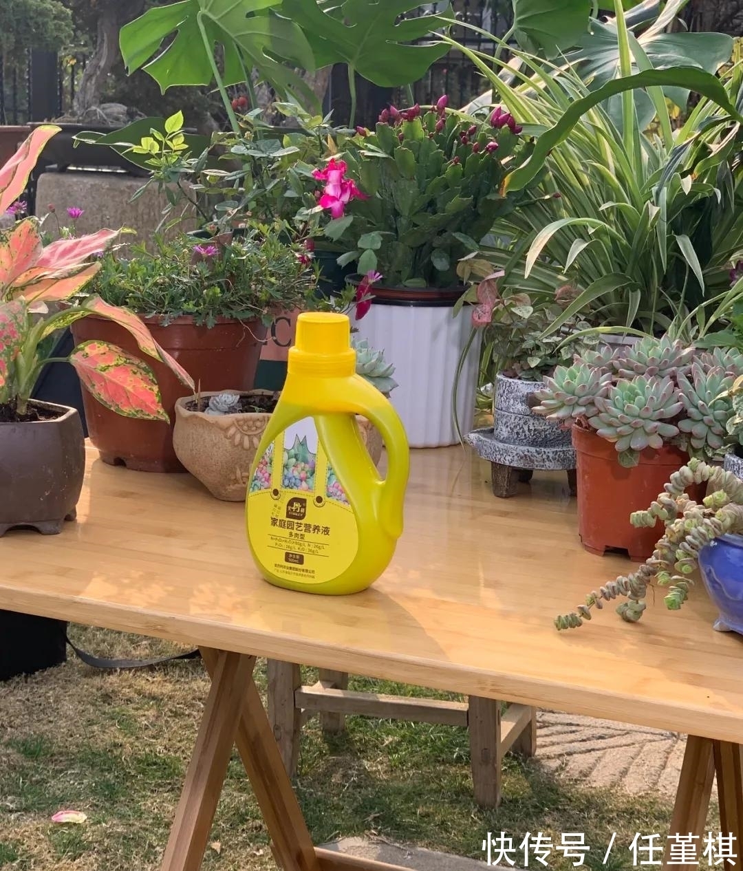 这5款花,不怕不浇水,就怕浇水多,特别适合懒人