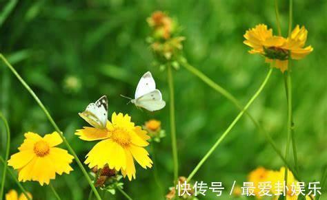 芙蓉花|养花试试这几款,完全盛开的时候花朵就能够开的更加美丽