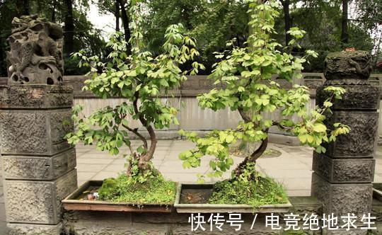有2种古老庭院树，如今走错路都能遇到，可养好了依旧昂贵