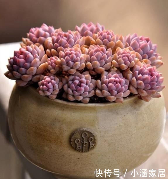 浇水|4种常见的多肉花盆,要用不同的浇水方法,才能养好多肉