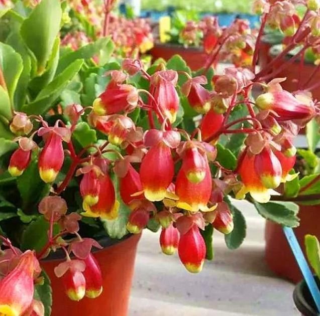 土壤|4种花超漂亮,个个美出状态,花开不断,还能旺财!