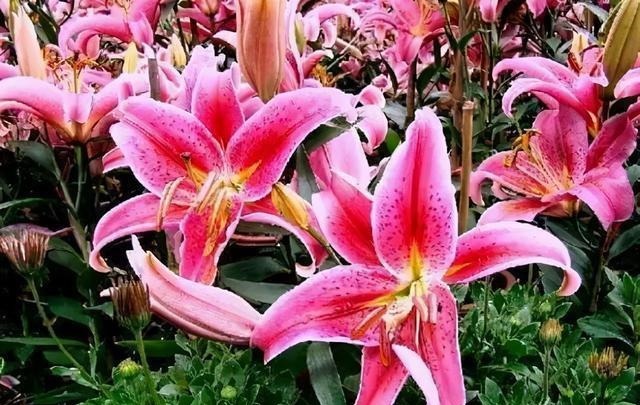 三楼奶奶不让我在一楼种花，事情解决了，出乎意料的让人难受