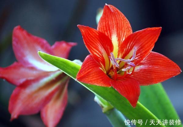 修剪|这4种花秋天开始疯长,拿起剪刀狠狠修剪,新枝条突突冒