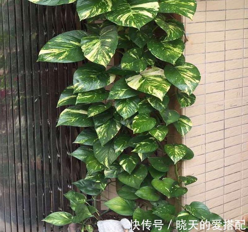 惊艳|绿萝样式品种原来这么多,来看看你都认识哪一种,有没有惊艳到你