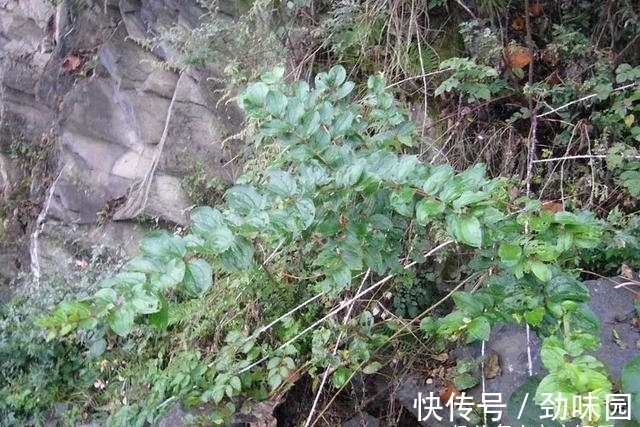 野果|山里一种怪树，过去农民见了就砍，但果实似樱桃，叶子还能麻醉鱼