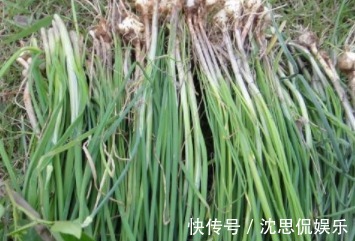 韭菜|农村里有一种叫做“护肾草”的野菜,曾经是给皇上的贡品!