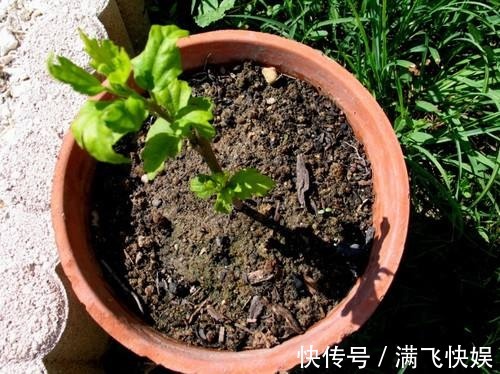 这几种花最适合现在扦插,一年最佳时机,几步就得到一阳台花海!