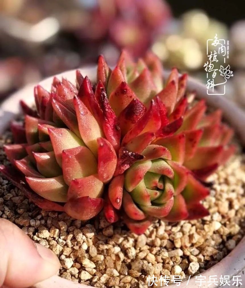 多肉植物|养多肉三年多九万里悟道，终归诗酒田园！