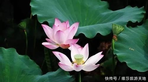 家庭|一个家庭中出现这3种征兆,必定人才辈出,子女有福