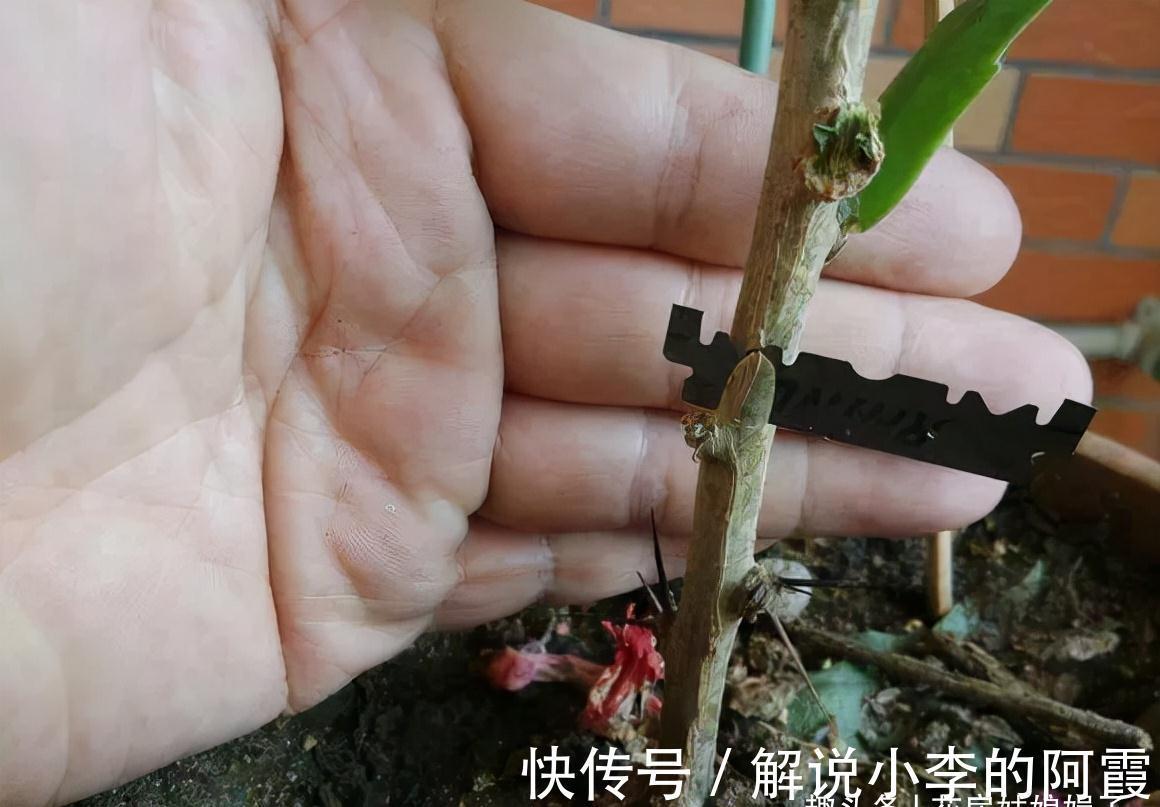 叶仙|蟹爪兰“嫁”给它，层层叠叠的造型太漂亮，到了花期，开满了花